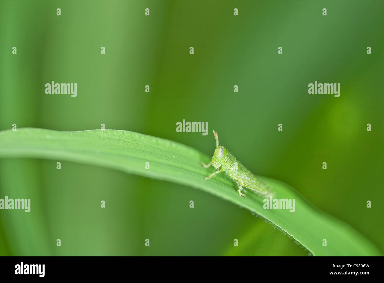 Kleine grüne Trichter Typ Insekt am Blatt Stockfoto