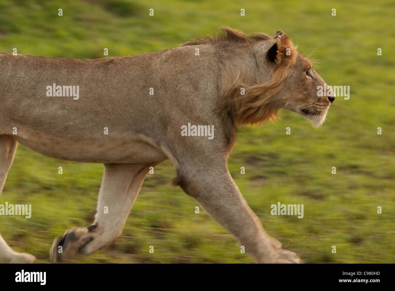 Junge männliche Löwe unterwegs Stockfoto