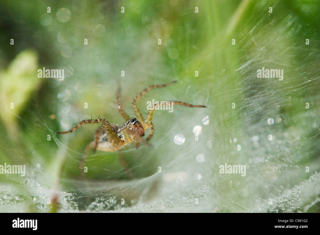 Funnel-Web Spider in seinen Trichter Web und Tau Lycosidae Hippasa Stockfoto