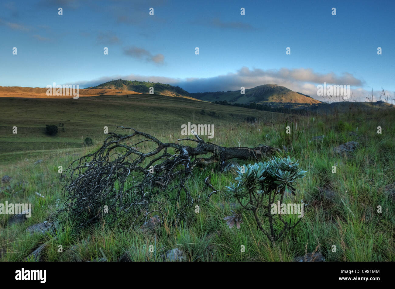 Malerische Highveld Landschaft mit toten Baum und kleine protea bush Stockfoto