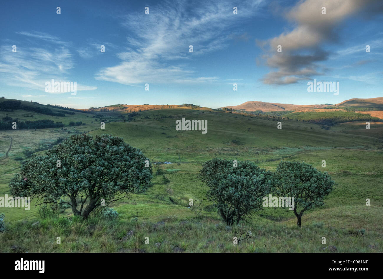 Malerische Highveld Landschaft mit protea Sträuchern Stockfoto