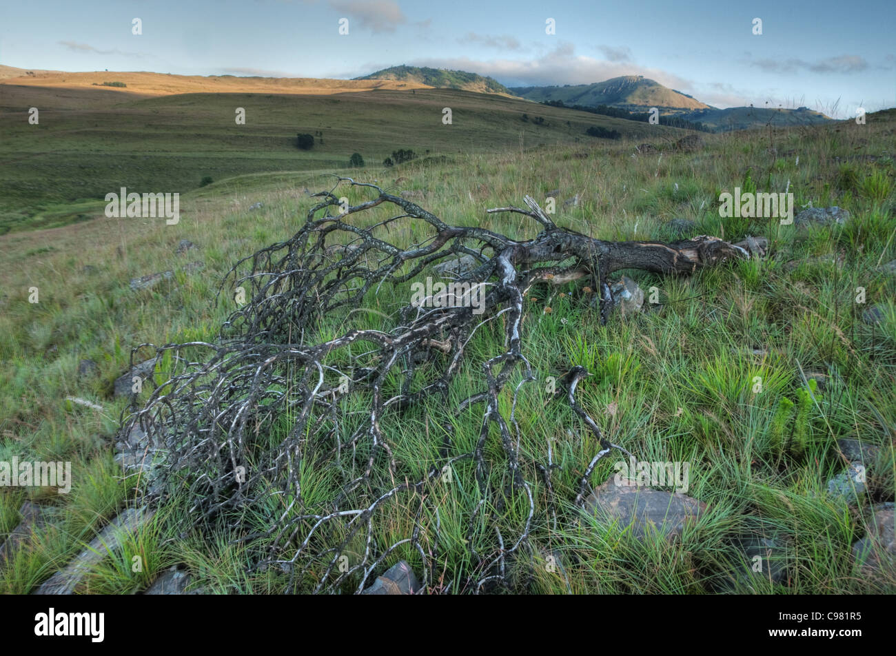 Malerische Highveld Landschaft mit toten Baum und kleine protea bush Stockfoto