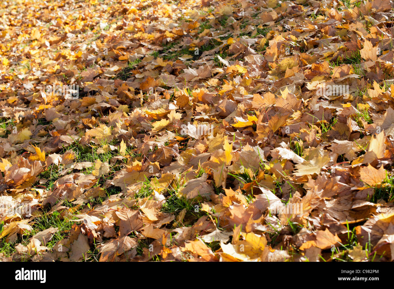 Herbstliche Herbstlaub Herbst Schuss mit einer starken tiefstehende Sonne Stockfoto
