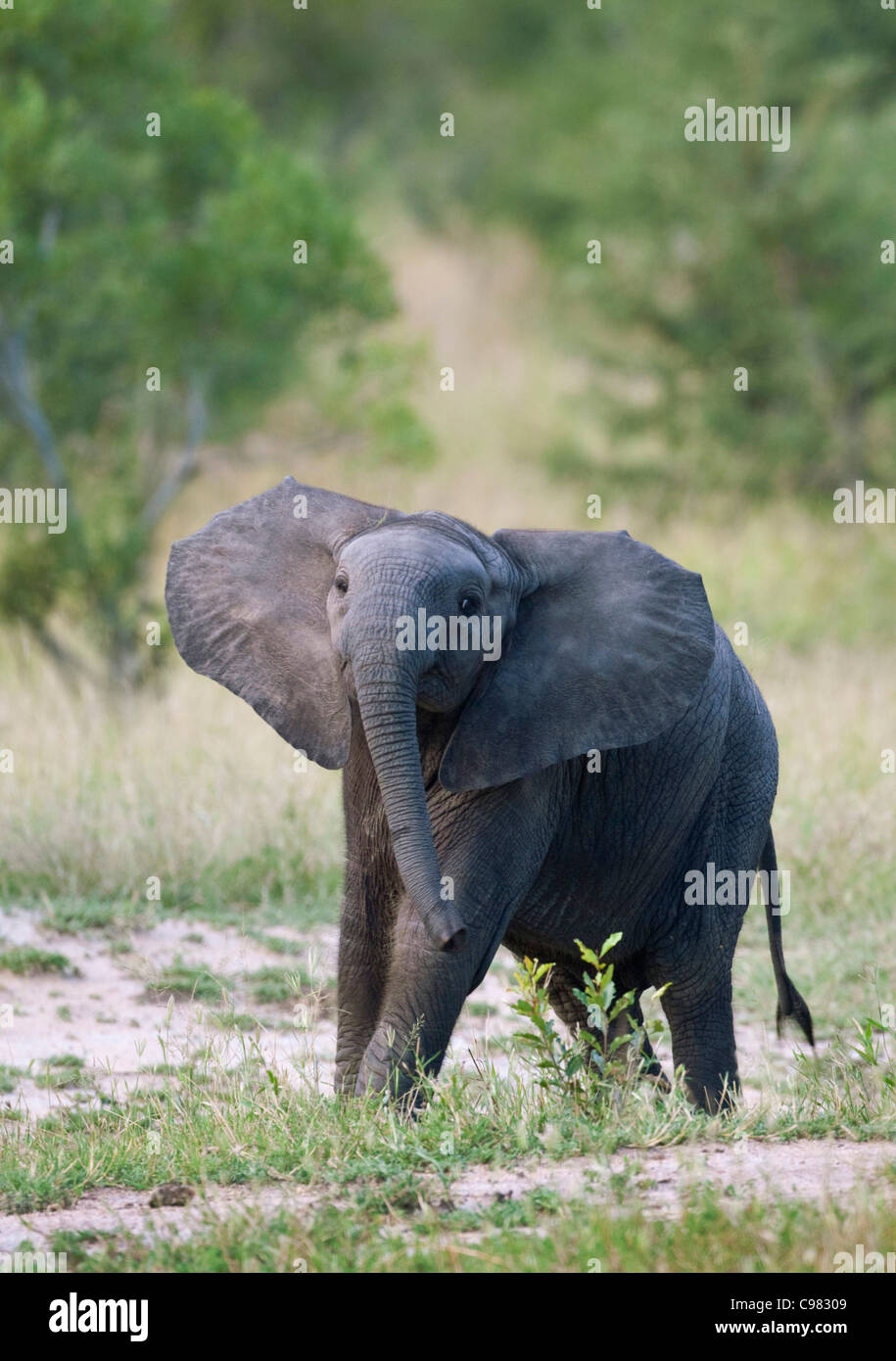 Baby-Elefant in einer humorvollen bolschi Stimmung Stockfoto