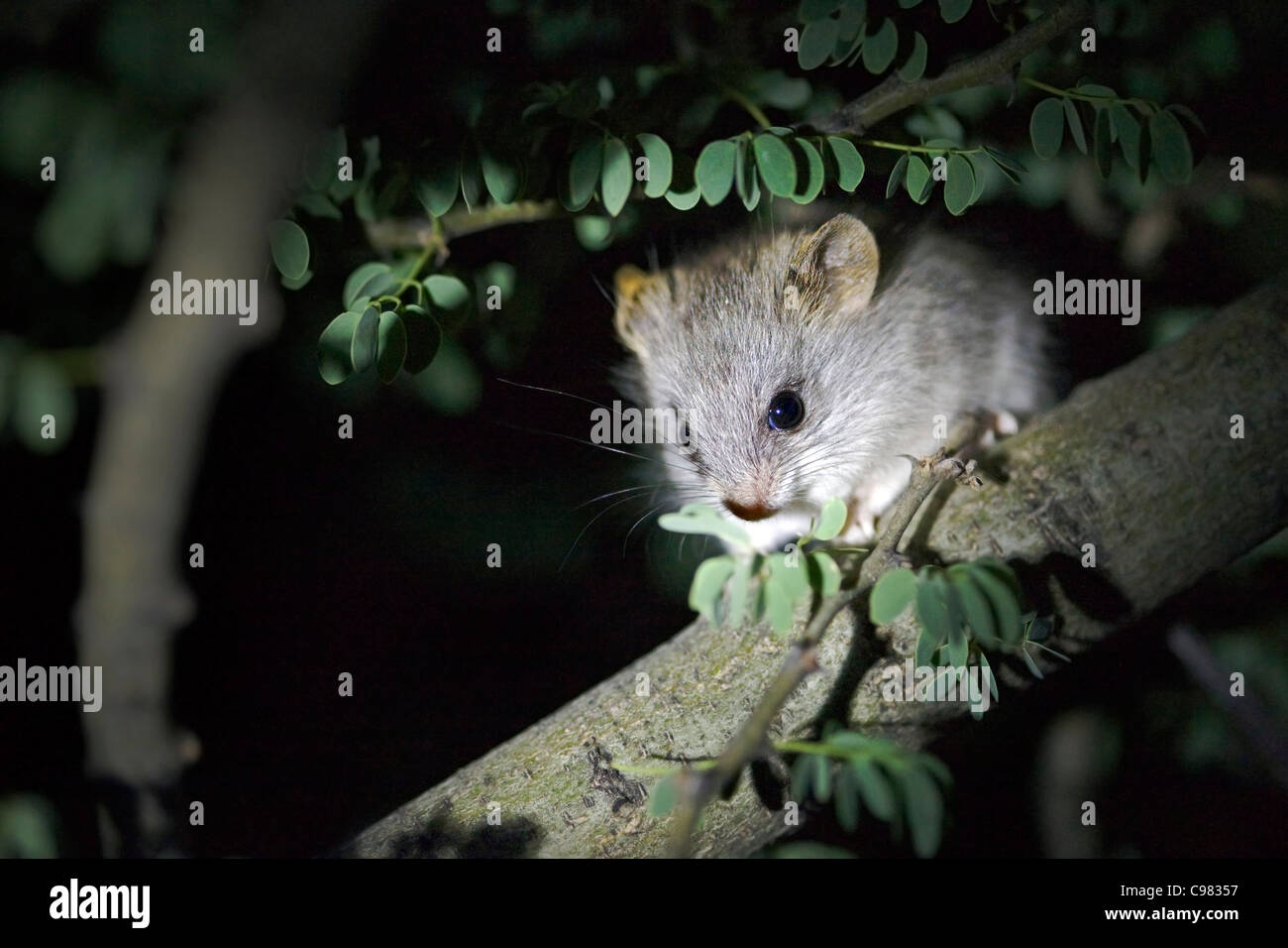 Acacia Ratte im Baum in der Nacht (Thallomys Paedulcus) Stockfoto