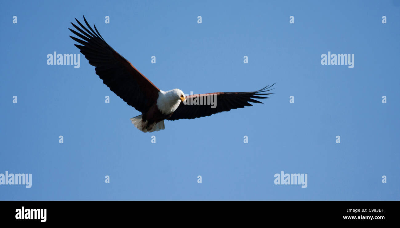 Afrikanischer Fisch-Adler im Flug Stockfoto