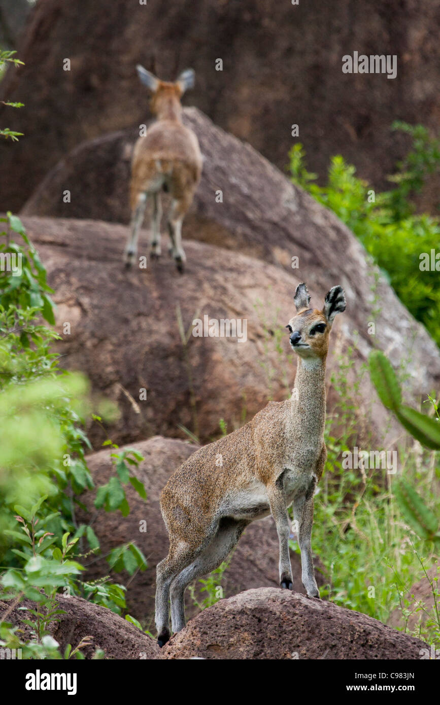 Klipspringer stehend mit seinen Vorderbeinen auf einem Felsen und ein anderes einen Felsen dahinter Klettern Stockfoto