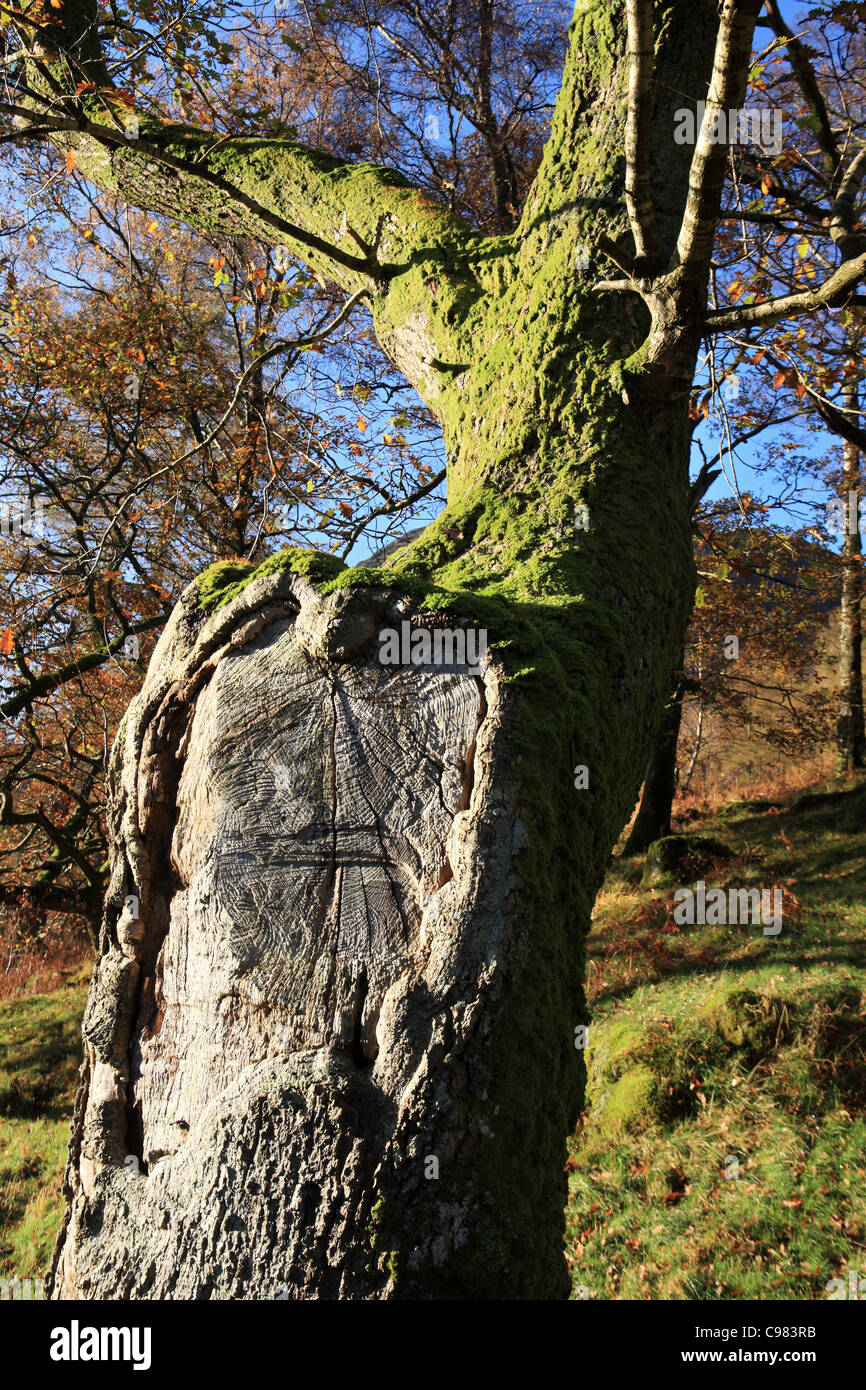 Alten Moos bedeckt Baum in der Nähe von Keswick, englischen Lake District, Cumbria, UK Stockfoto