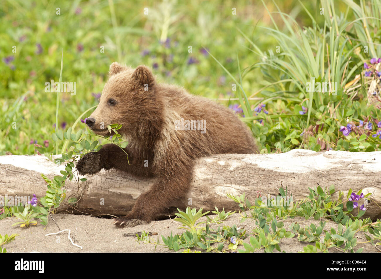 Fotoarchiv der ein Alaskan Brown Bear Cub über ein Protokoll Fütterung auf Vegetation legen. Stockfoto