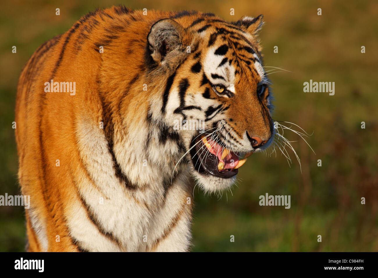 Closeup Portrait eines knurrenden sibirischen Tigers Stockfoto