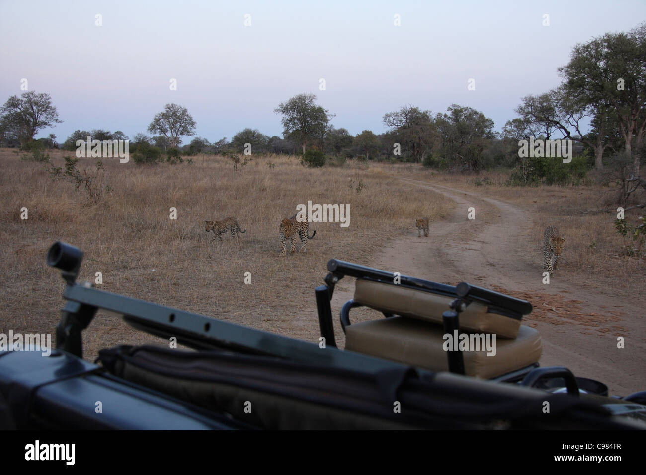 Touristen auf einem Spiel-Laufwerk gerade eine ungewöhnliche Sichtung von vier Leoparden zusammen Stockfoto