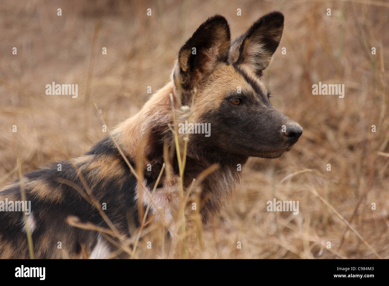 Wildhund Porträt Stockfoto