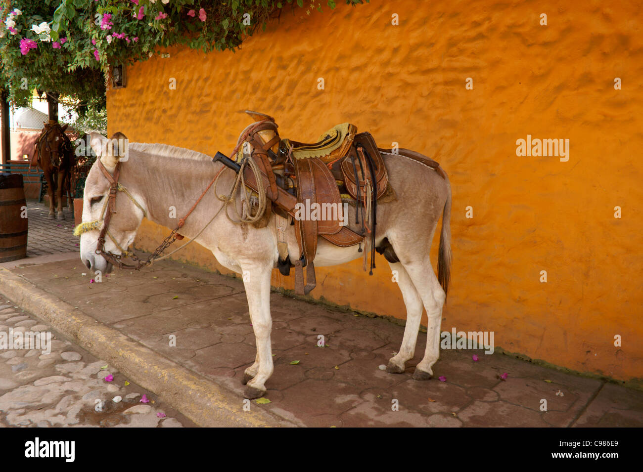 Gesattelt mexikanischen Burro in der Stadt El Quelite in der Nähe von Mazatlan, Sinaloa, Mexiko Stockfoto