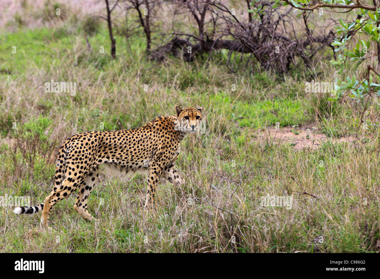 Ein Erwachsener Cheetah "Acinonyx Jubatus" Spaziergänge durch das Gestrüpp im Lowveld. Krüger Nationalpark in Südafrika. Stockfoto