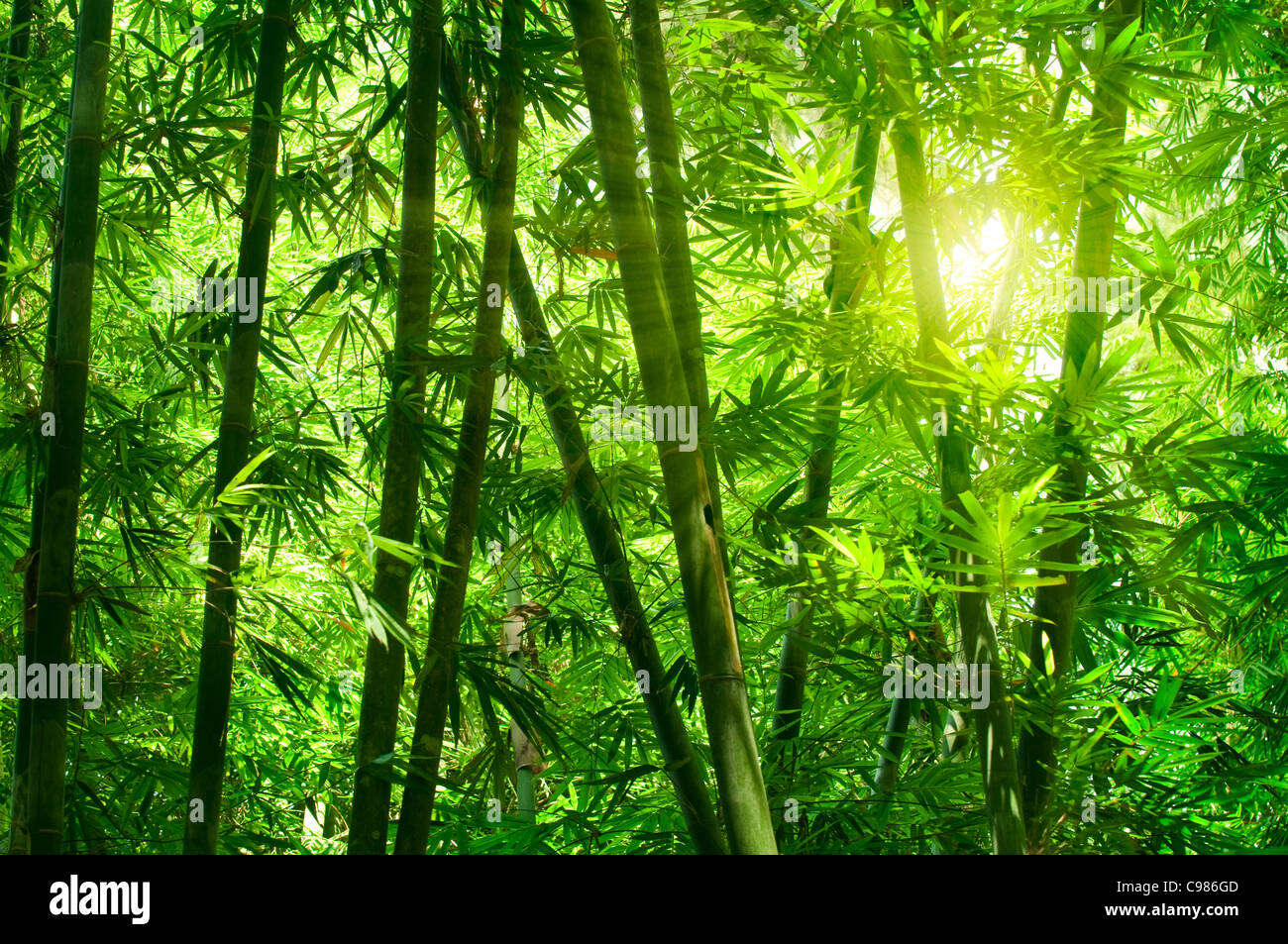 Asian Bamboo Forest mit Morgensonne. Stockfoto