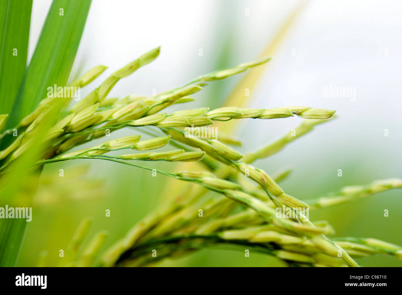 Nahaufnahme des grünen Paddy-Reis. Stockfoto