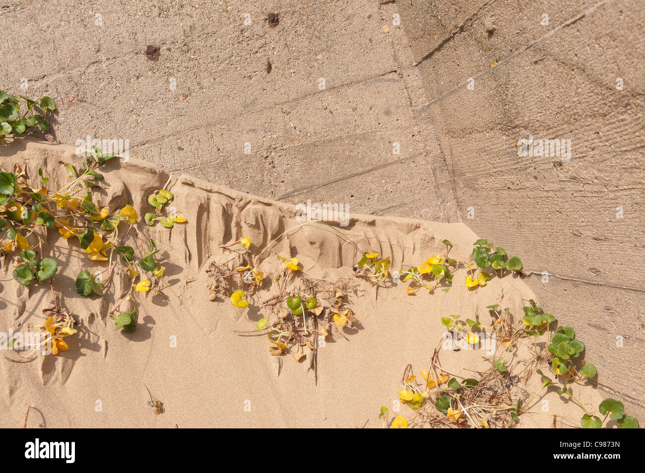 Wind geblasen Sand vom Ufer und Buche geblasen gegen Beton xerophytic Pflanzen sind wo das Sandmeer Ackerwinde stabilisieren. Stockfoto