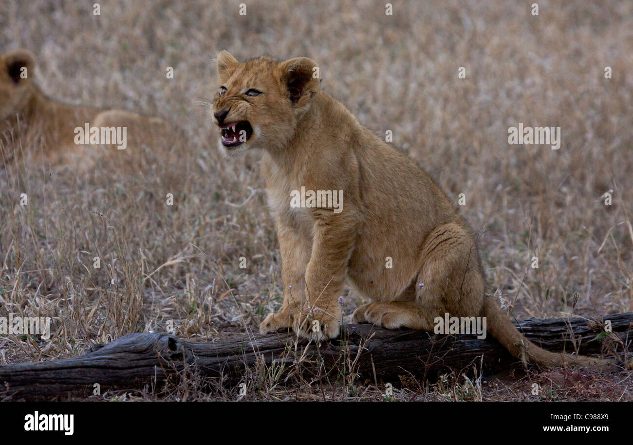 Sitzen auf einem Log knurrend Löwenjunges Stockfoto