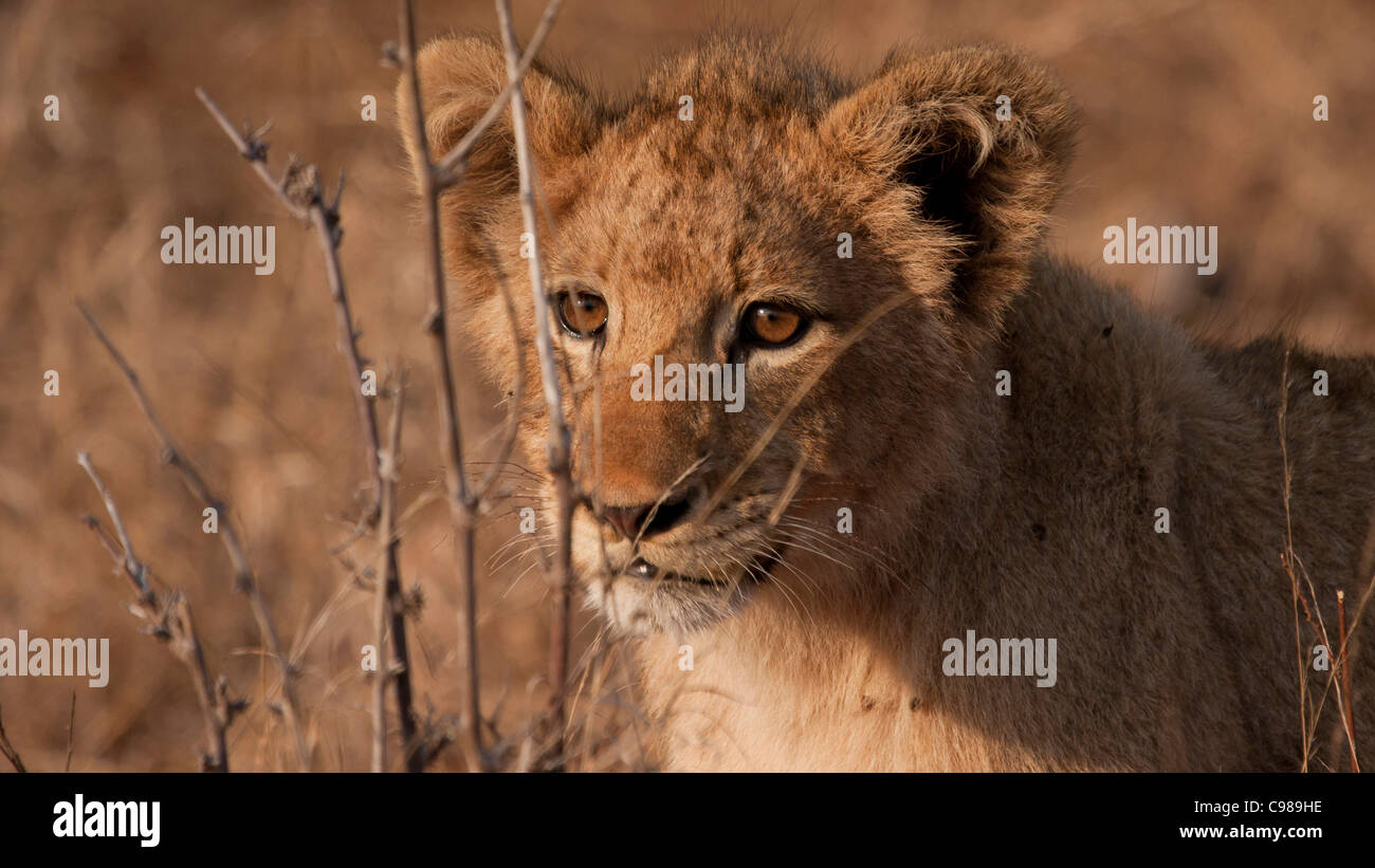 Porträt eines Baby-Löwen hinter trockenen Zweigen Stockfoto