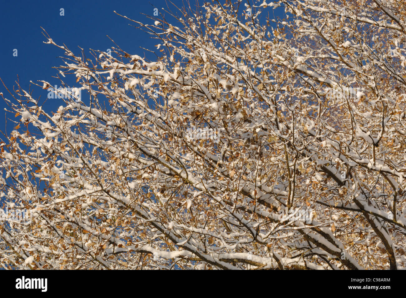 Eiche Baum Quercus Robur Blättern bedeckt im Schnee fotografiert in UK Stockfoto