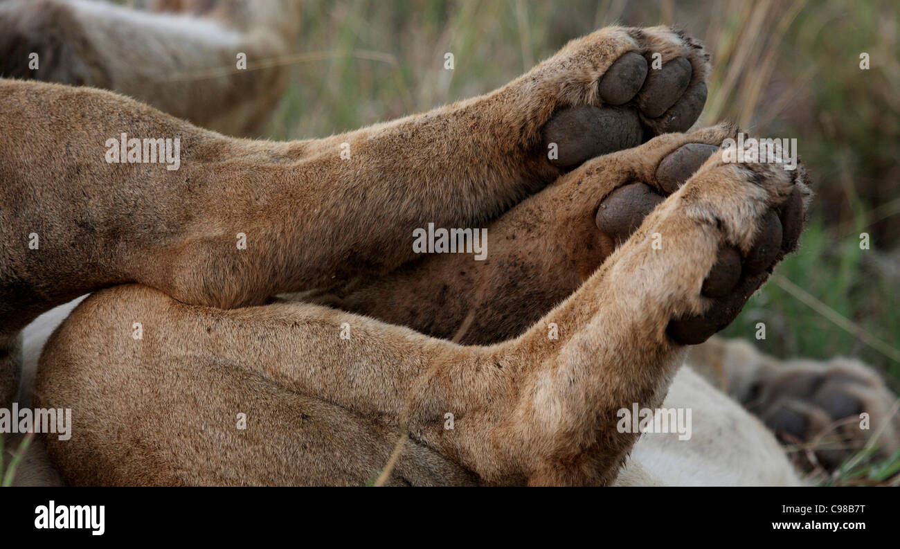 Nahaufnahme eines Löwen Pfoten Stockfoto