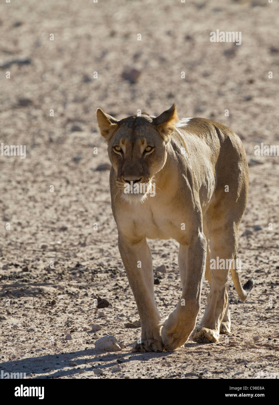 Frontalansicht des Kalahari Löwen zu Fuß Stockfoto