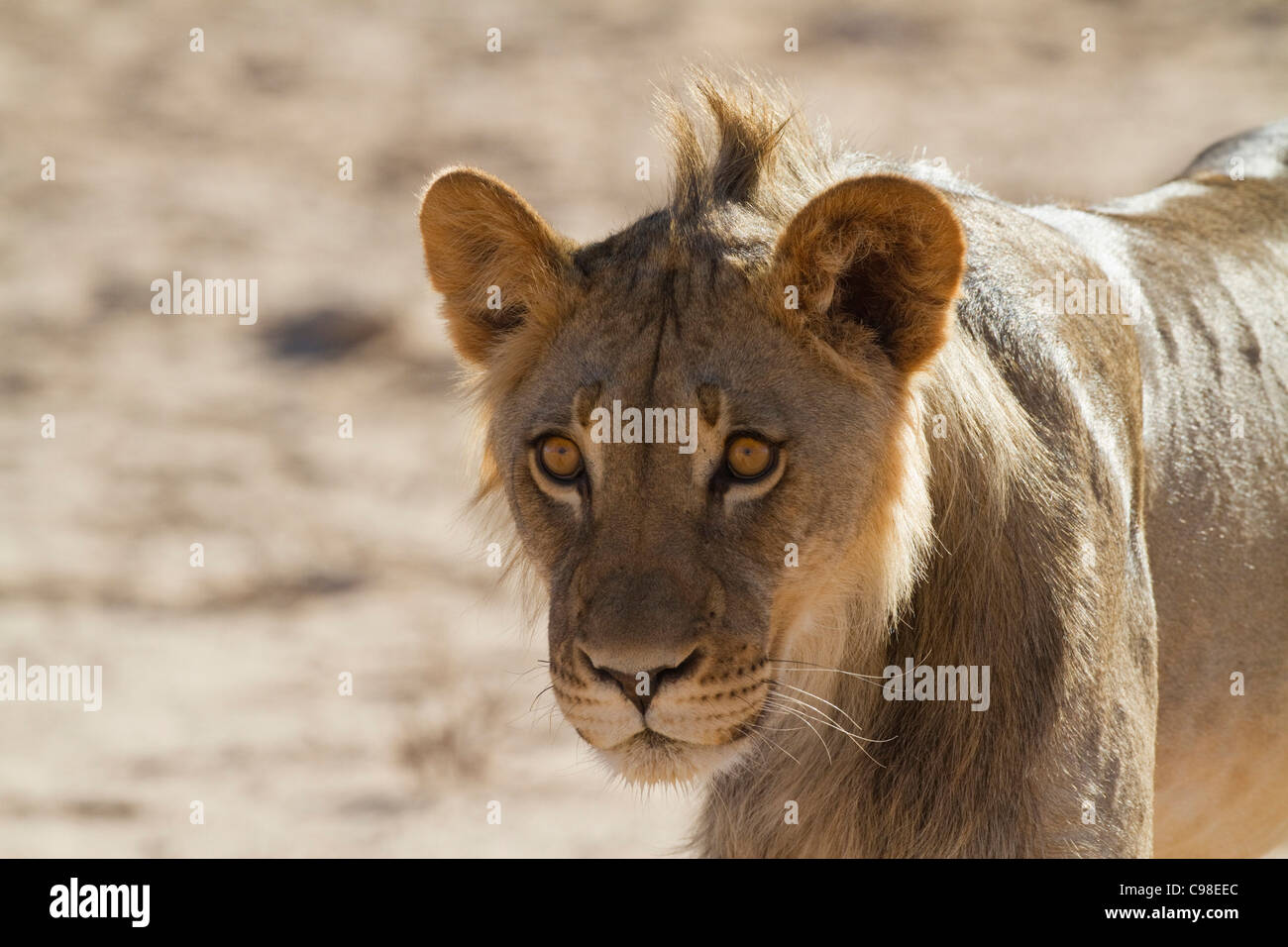 Porträt eines jungen männlichen Kalahari-Löwen Stockfoto