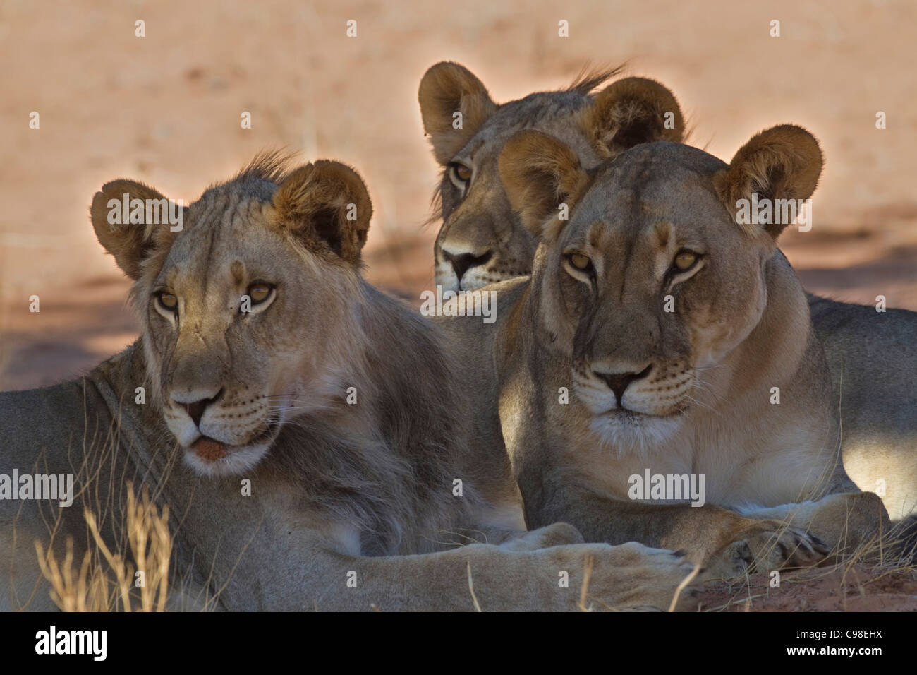 Engen Porträt von einem Rudel Löwen Stockfoto