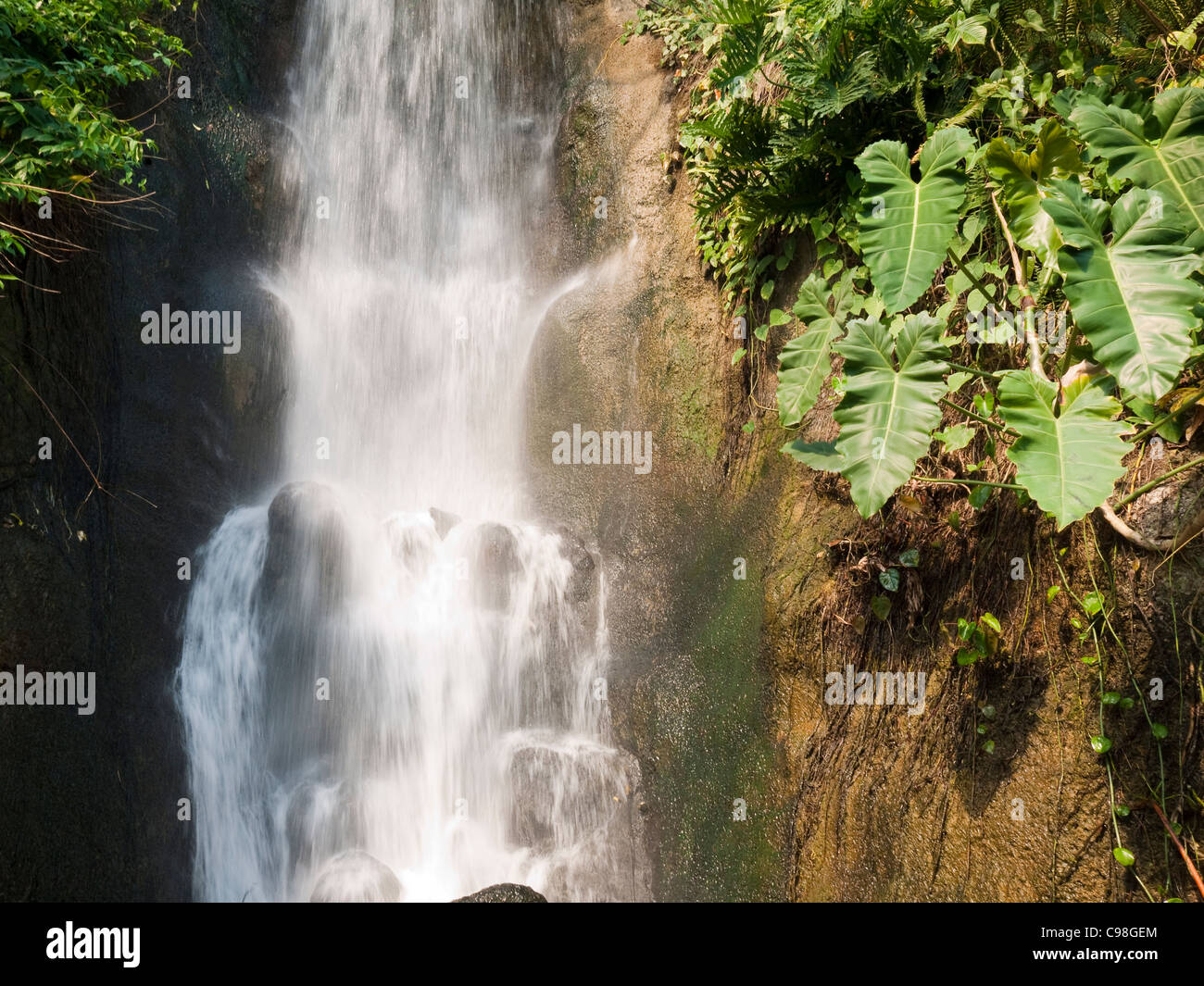 Innenraum des Regenwaldes, Amazonien, Brasilien Stockfoto