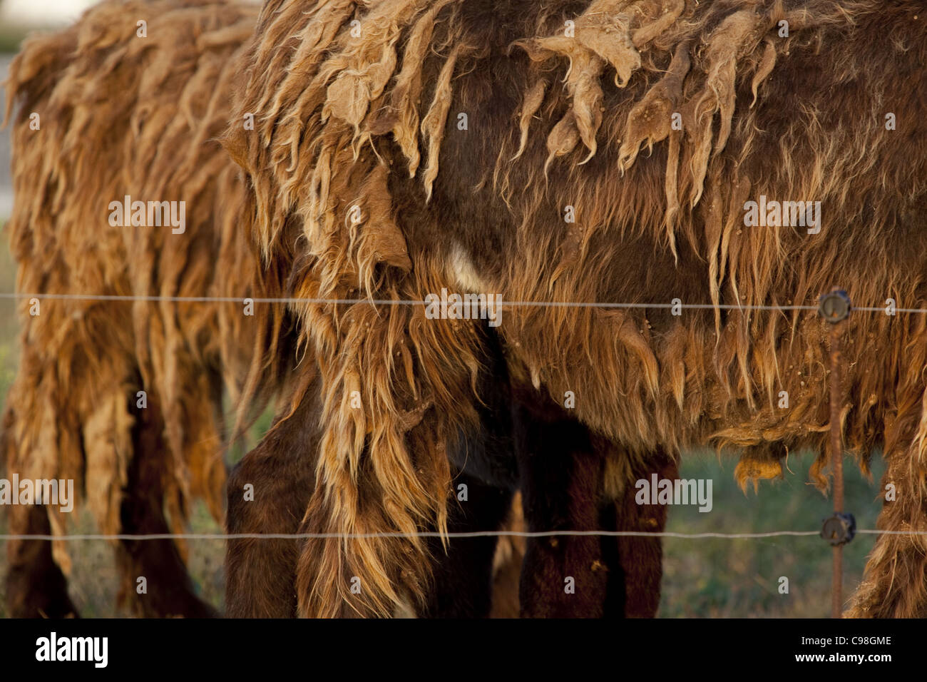 Nahaufnahme Bild auf das dicke verfilzte Fell eines Esels auf der Île de Ré, Frankreich. Stockfoto