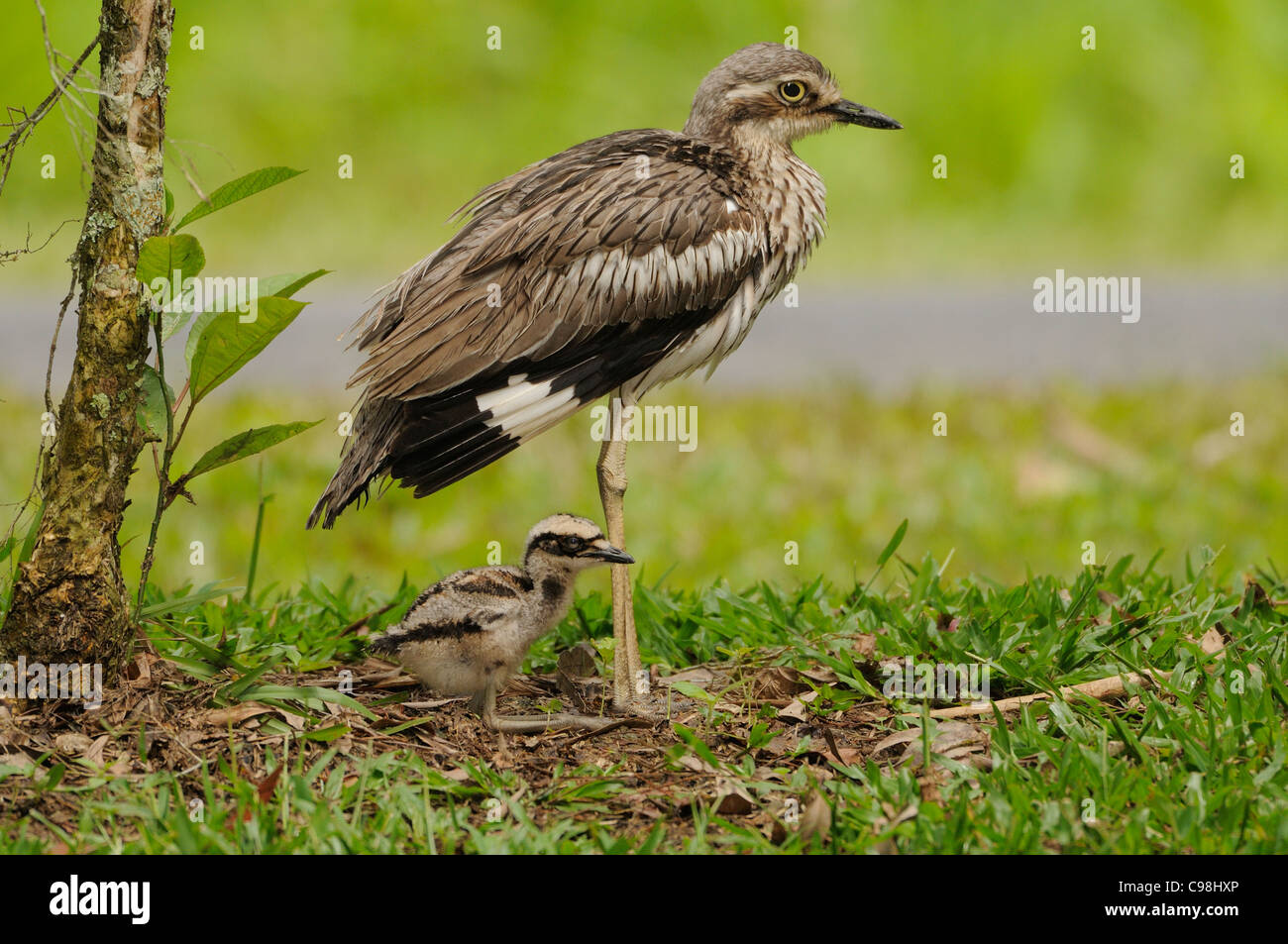Bush Stein-Brachvogel Burhinus Grallarius Erwachsenen mit jungen Küken fotografiert in Queensland, Australien Stockfoto