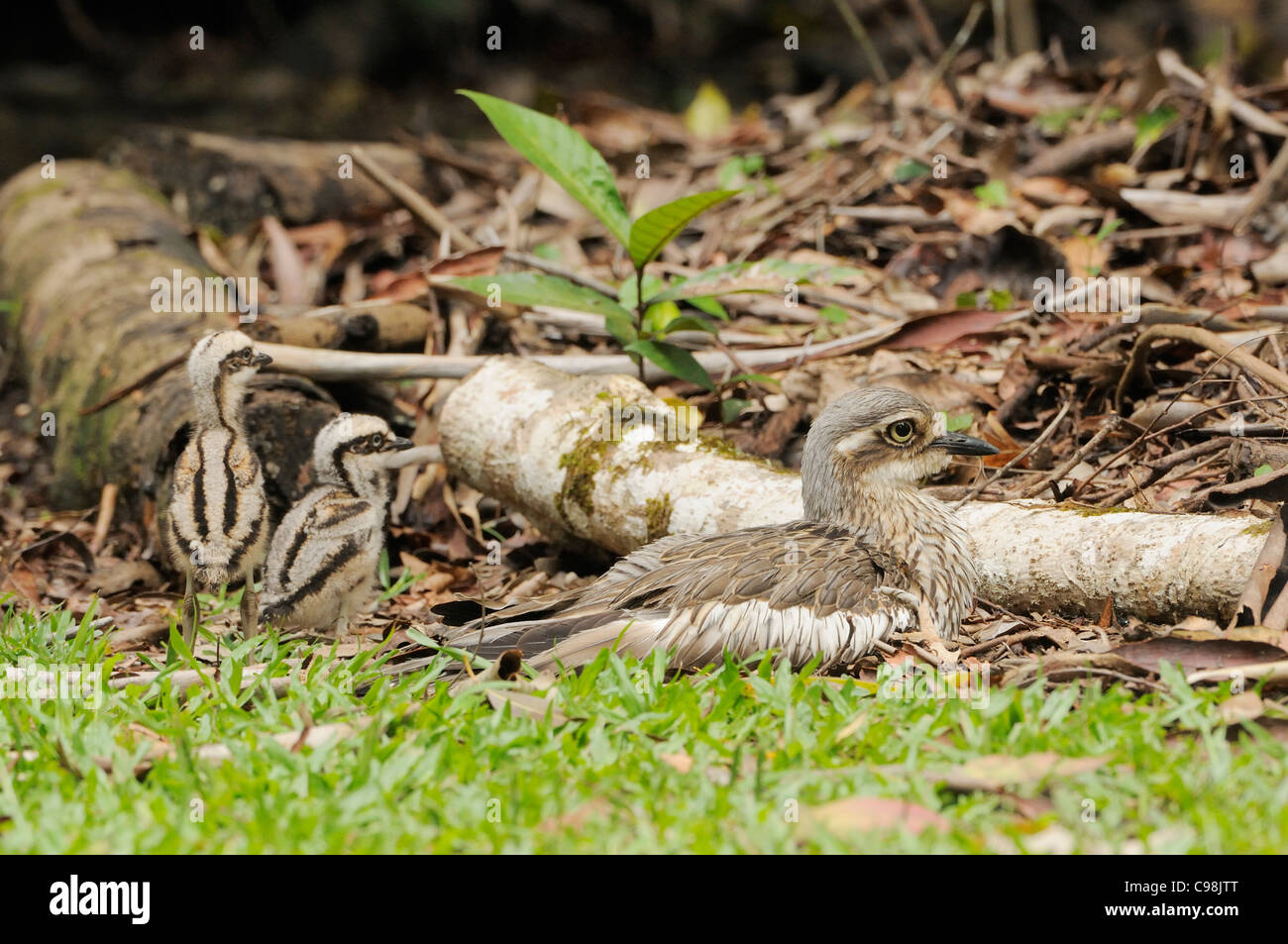 Bush Stein-Brachvogel Burhinus Grallarius Erwachsenen mit jungen Küken fotografiert in Queensland, Australien Stockfoto