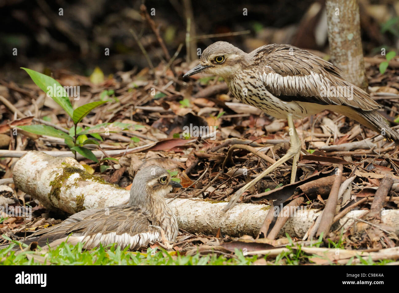 Bush Stein-Brachvogel Burhinus Grallarius paar fotografiert in Queensland, Australien Stockfoto