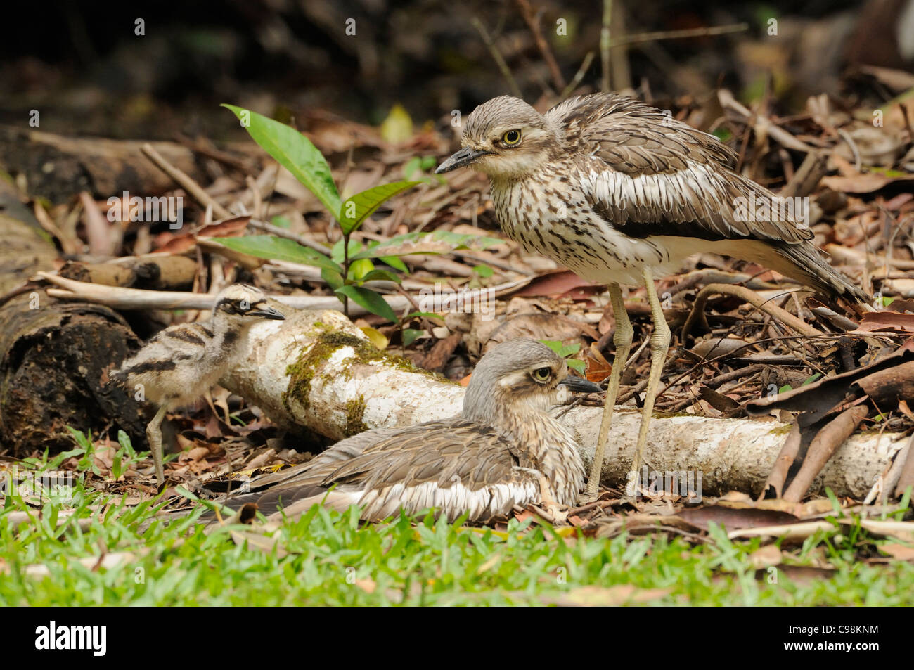 Bush Stein-Brachvogel Burhinus Grallarius paar mit jungen Küken fotografiert in Queensland, Australien Stockfoto