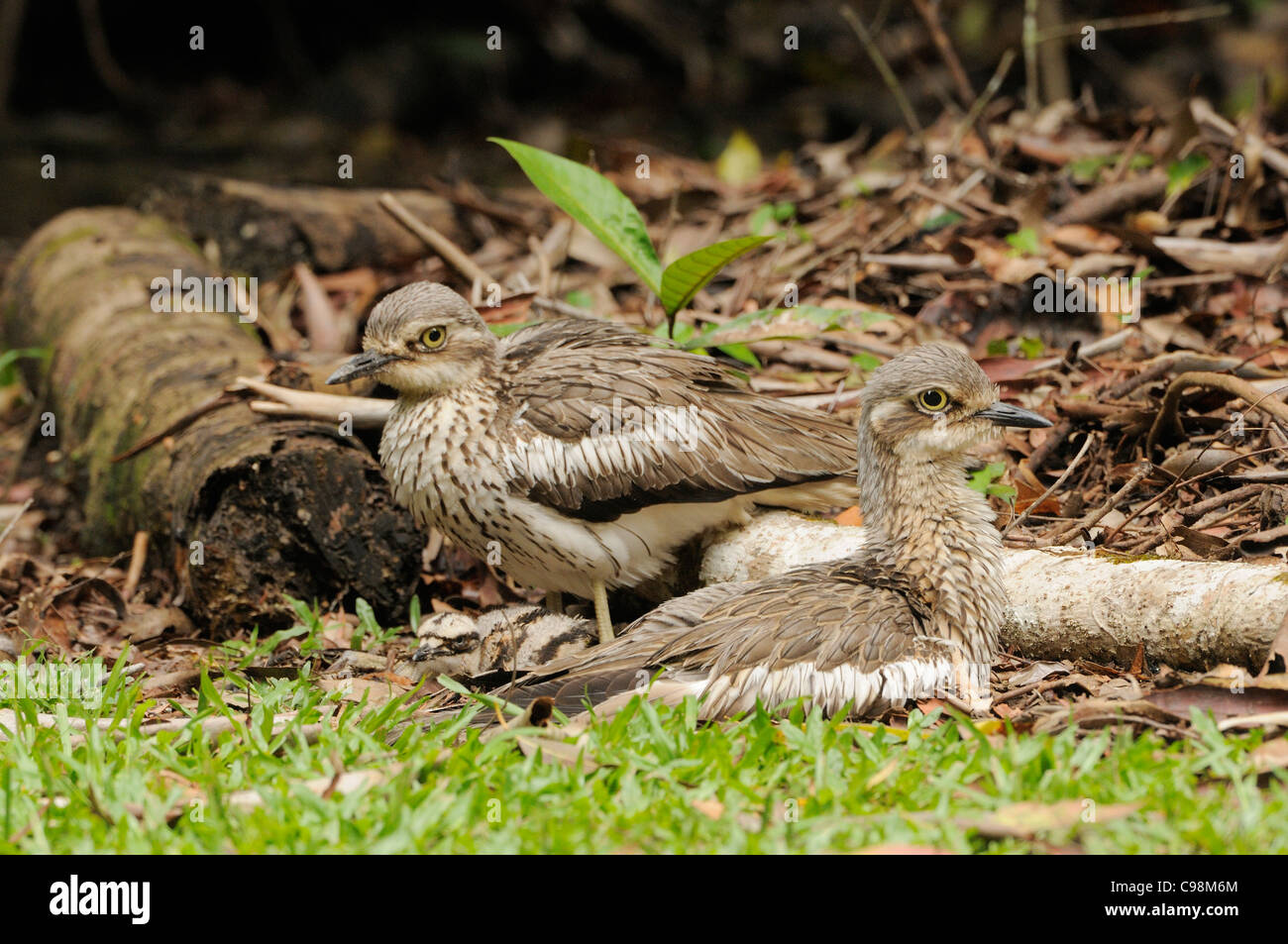 Bush Stein-Brachvogel Burhinus Grallarius paar und Küken fotografiert in Queensland, Australien Stockfoto