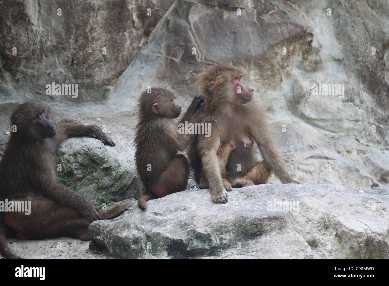 Drei Hamadryas Paviane im Zoo von Singapur Pflege Stockfoto