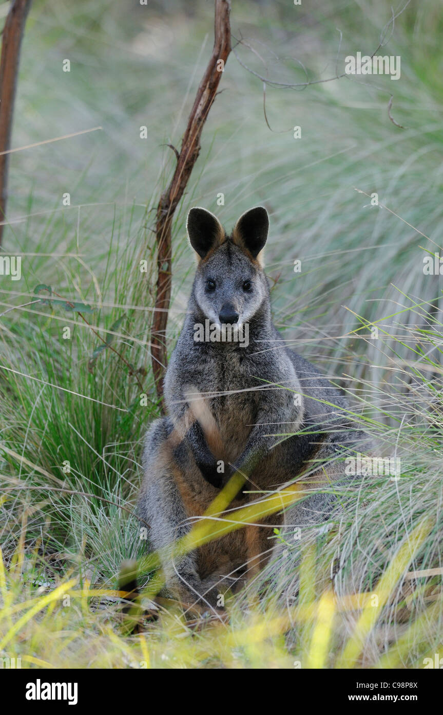 Swamp Wallaby Wallabia bicolor fotografiert in ACT, Australien Stockfoto