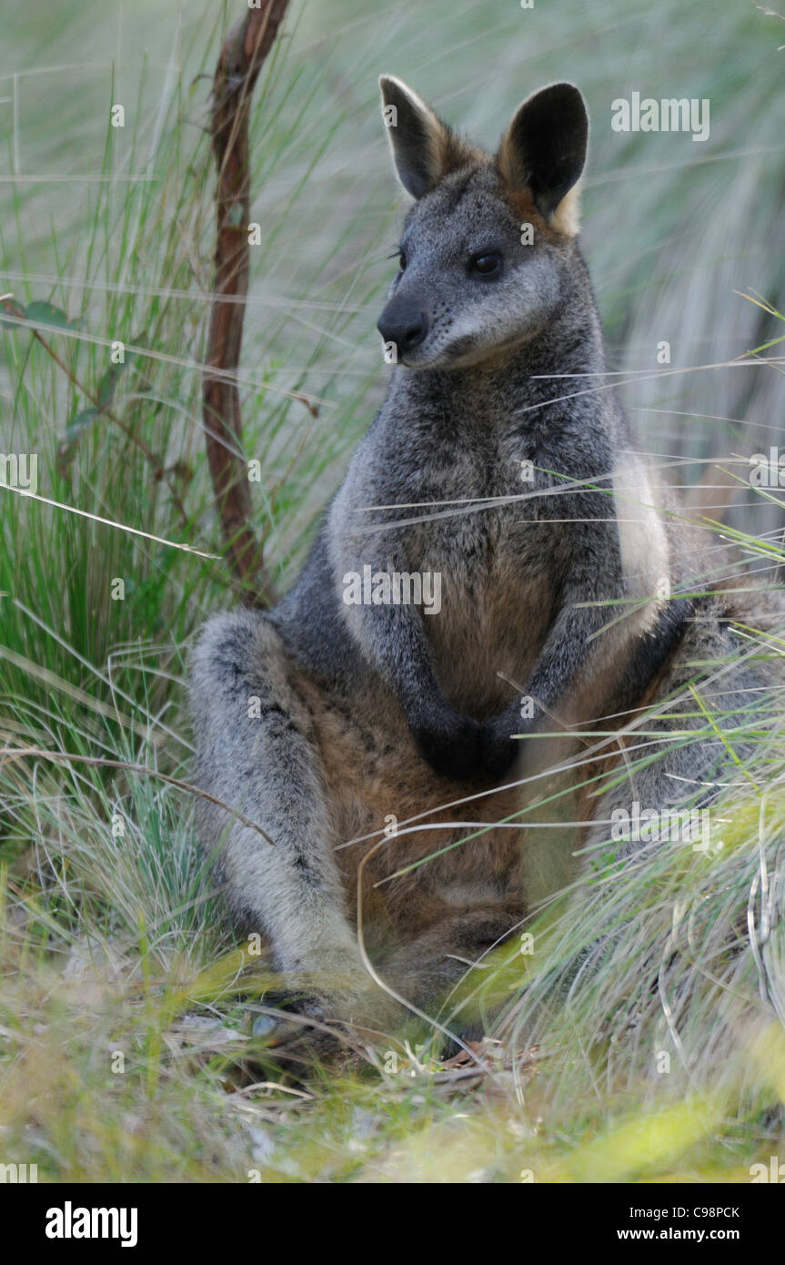 Swamp Wallaby Wallabia bicolor fotografiert in ACT Australien Stockfoto