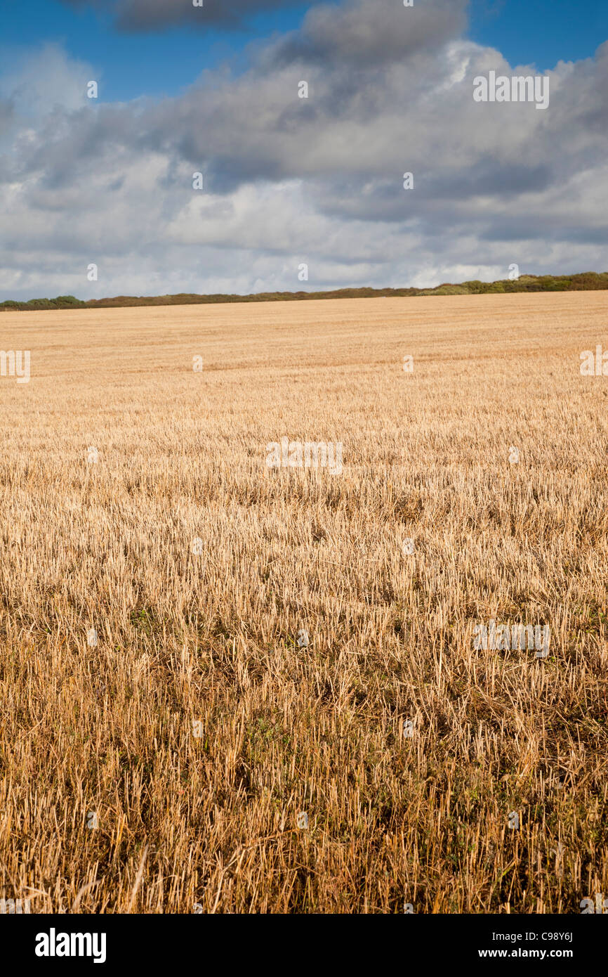 Stoppelfeld; nach der Ernte; Cornwall; UK Stockfoto