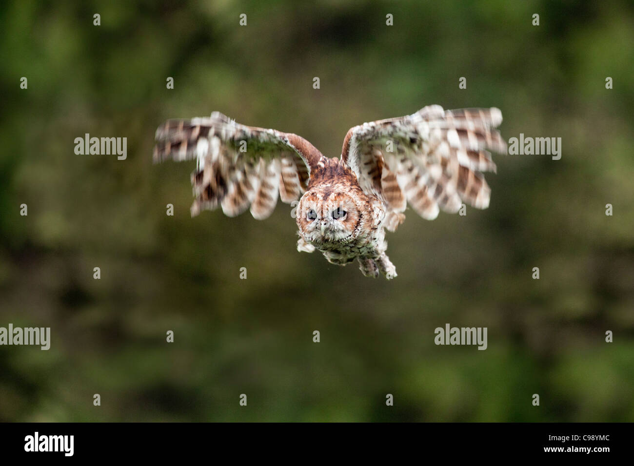 Waldkauz; Strix Aluco; VEREINIGTES KÖNIGREICH; im Flug Stockfoto