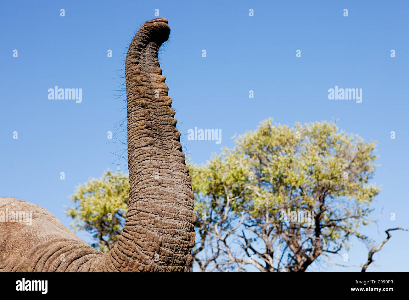 Weiblichen afrikanischen Elefanten Rüssel Detail, Botswana, Afrika Stockfoto