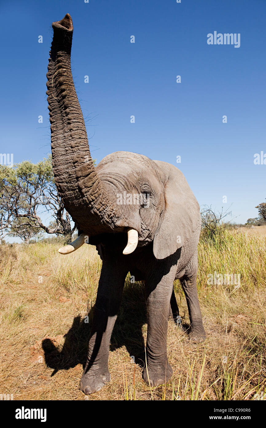 Weiblichen afrikanischen Elefanten, den Kopf, Botswana, Afrika Stockfoto