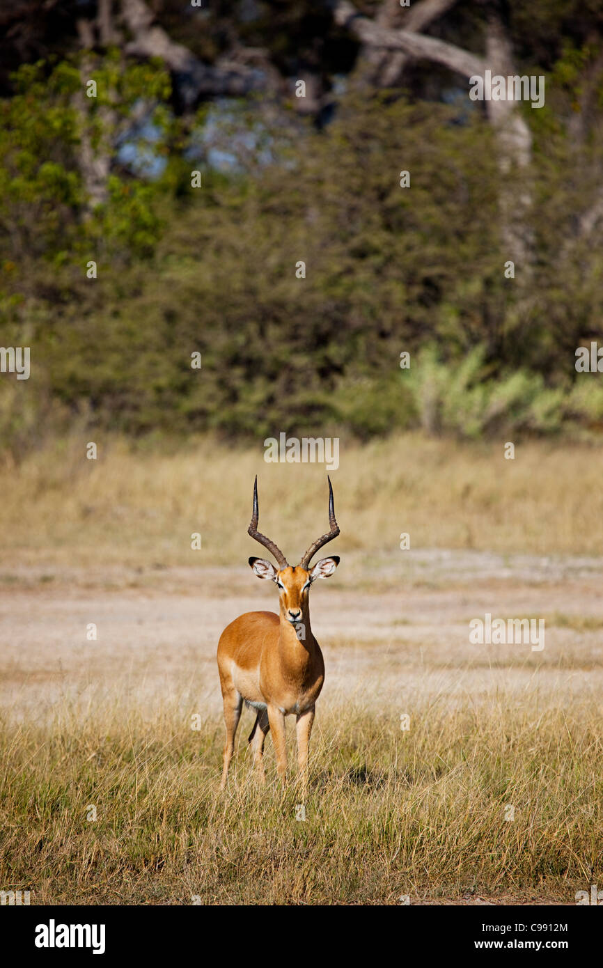 Männlichen Impala, Botswana, Afrika Stockfoto