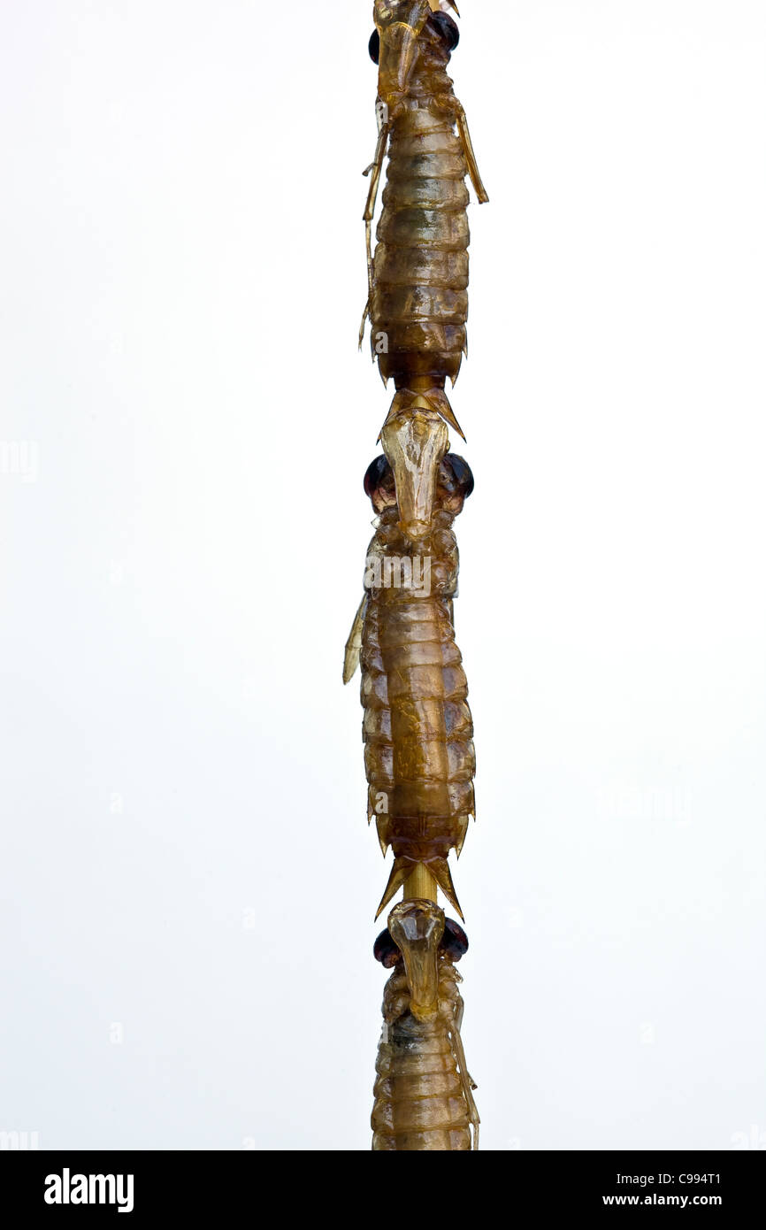 Gebratene Libelle auf dem Donghuamen Street Food Market Peking China - ein Beispiel für die seltsamen oder seltsamen Speisen, die von Menschen auf der ganzen Welt gegessen werden Stockfoto