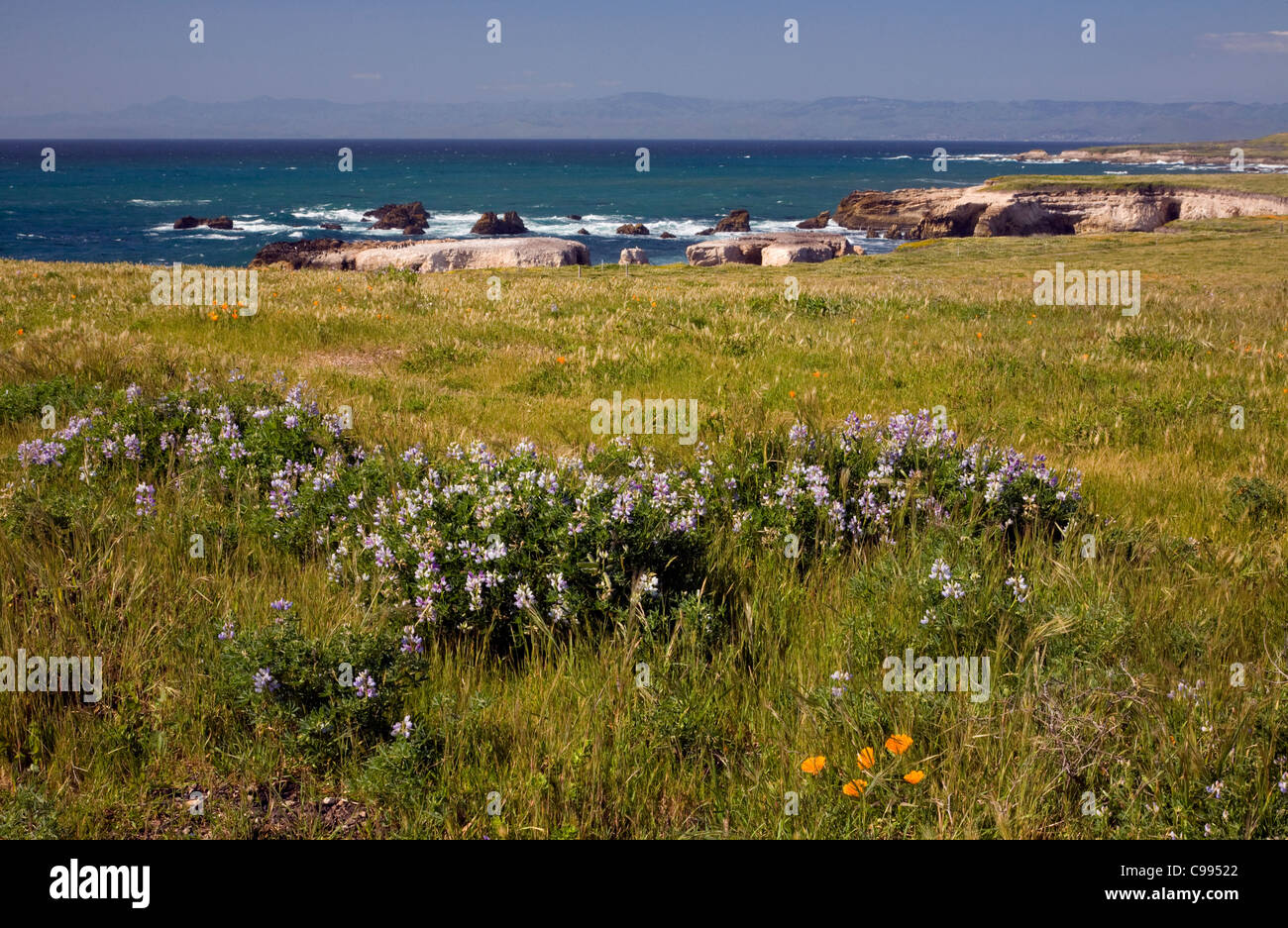 Kalifornien - Lupine blühenden Nahpunkt Buchon auf Pacific Gas and Electric Company Diablo Canyon-Kraftwerk-Eigenschaft. Stockfoto