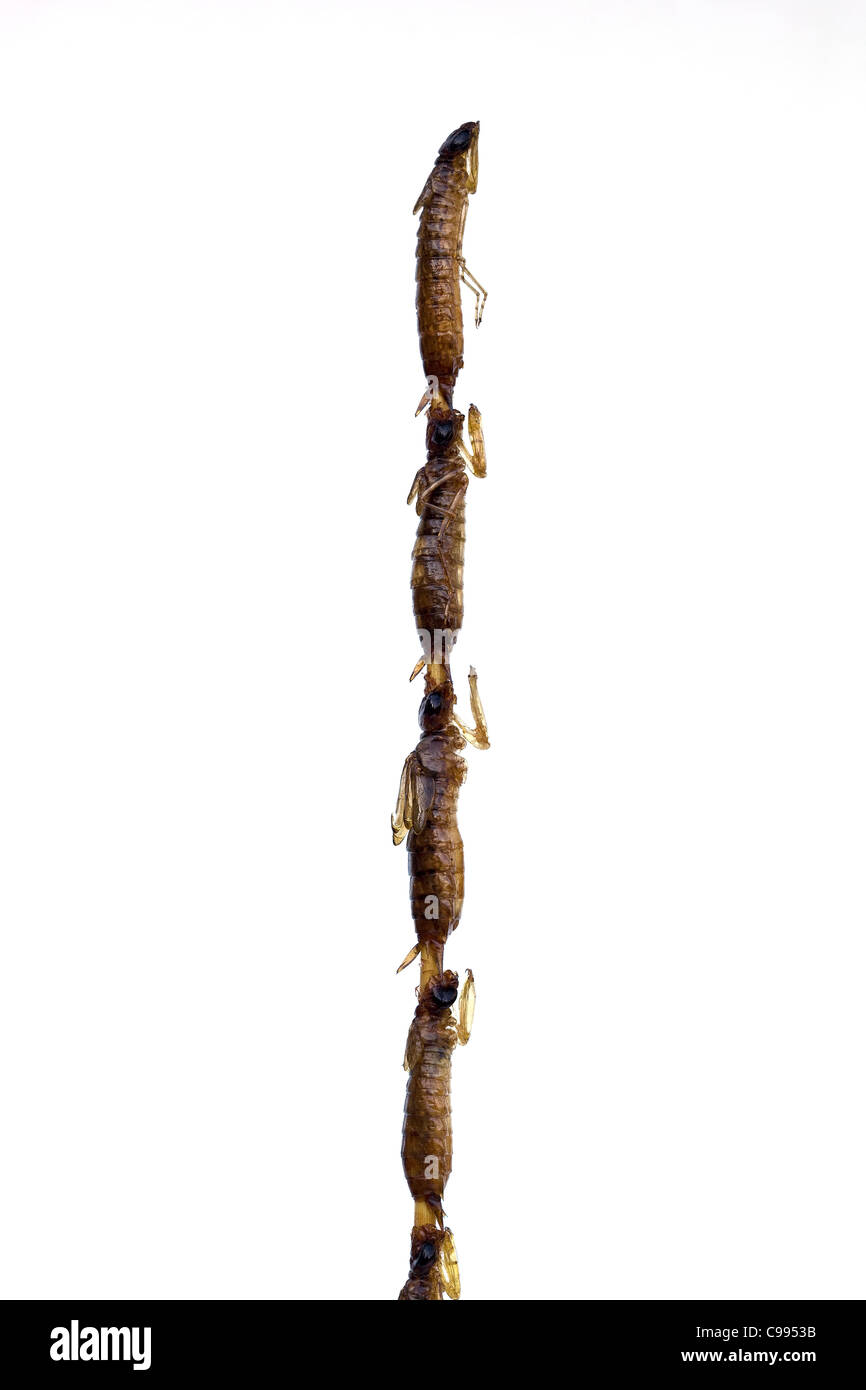 Gebratene Libelle auf dem Donghuamen Street Food Market Peking China - ein Beispiel für die seltsamen oder seltsamen Speisen, die von Menschen auf der ganzen Welt gegessen werden Stockfoto