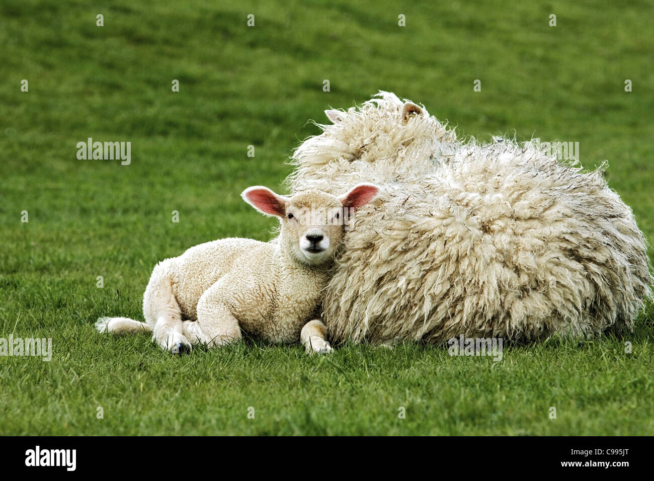 Schaf Liegt Auf Der Seite Schaf und Lamm - auf der Wiese liegend Stockfotografie - Alamy