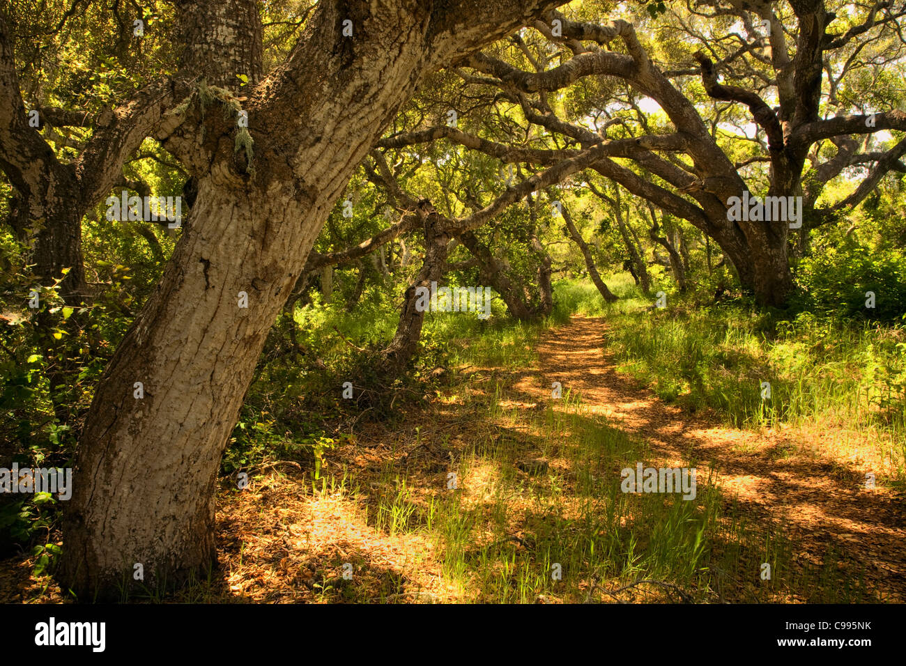 Kalifornien - Trail durch das Los Osos Eichen Zustand-Reservat. Stockfoto
