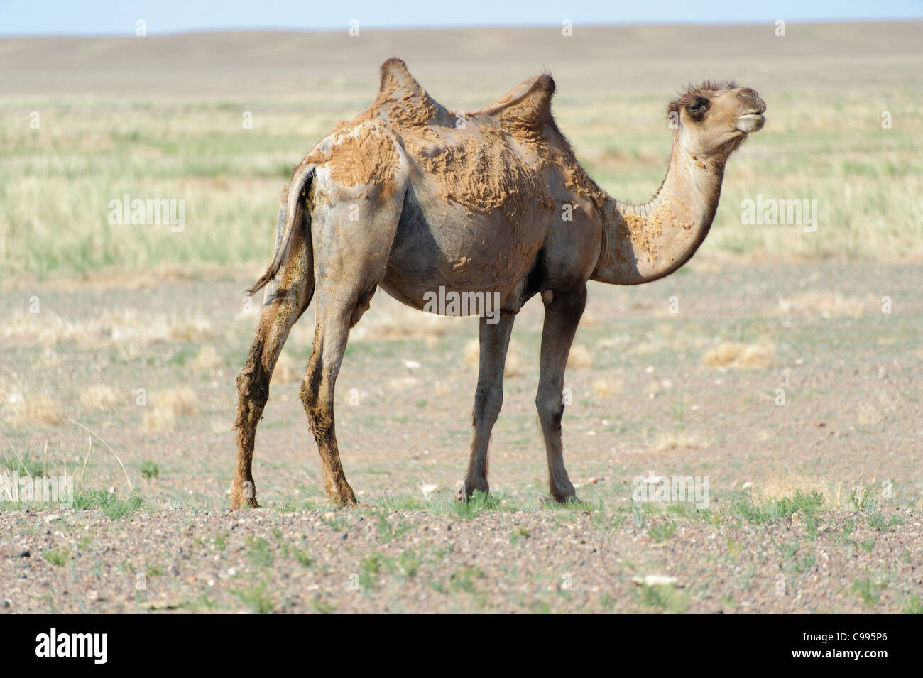 Kamele in der Wüste Gobi, Gobi-Gurvansaikhan-Nationalpark, Mongolei Stockfoto