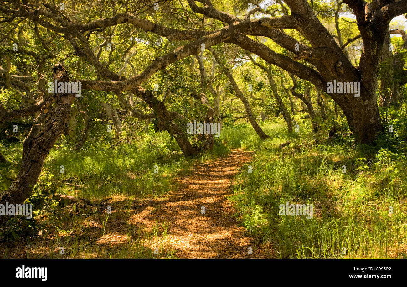 Kalifornien - Trail durch das Los Osos Eichen Zustand-Reservat. Stockfoto